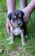 Labrador Retriever Puppies for sale in 585 Squirrel Run, Salisbury, NC 28146, USA. price: NA