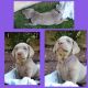 Labrador Retriever Puppies for sale in Santa Clarita, CA, USA. price: $2,500