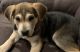 Labrador Retriever Puppies for sale in Northport, AL, USA. price: NA