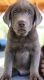 Labrador Retriever Puppies for sale in Murrieta, CA, USA. price: NA