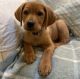 Labrador Retriever Puppies for sale in Sacramento, CA, USA. price: $700