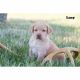 Labrador Retriever Puppies for sale in Clare, MI 48617, USA. price: NA
