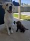 Labrador Retriever Puppies for sale in Magnolia, TX, USA. price: NA