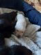 Labrador Retriever Puppies for sale in Elkton, SD 57026, USA. price: NA