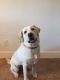 Labrador Retriever Puppies for sale in San Jose, CA 95124, USA. price: NA