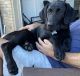 Labrador Retriever Puppies for sale in Fort Worth, TX, USA. price: $800