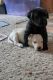 Labrador Retriever Puppies for sale in La Pine, OR 97739, USA. price: $1,200