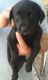 Labrador Retriever Puppies for sale in Zephyrhills, FL 33543, USA. price: NA