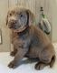 Labrador Retriever Puppies for sale in Vanceburg, KY 41179, USA. price: NA