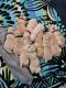 Labrador Retriever Puppies for sale in Prunedale, CA, USA. price: NA