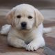 Labrador Retriever Puppies for sale in Utica, NY, USA. price: NA