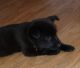 Labrador Retriever Puppies for sale in Denver, CO, USA. price: $400