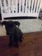 Labrador Retriever Puppies for sale in Milwaukee, WI, USA. price: $400