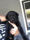 Labrador Retriever Puppies for sale in Orland, CA 95963, USA. price: NA
