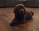 Labrador Retriever Puppies for sale in 1000 Vin Scully Ave, Los Angeles, CA 90026, USA. price: NA