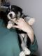 Labrador Retriever Puppies for sale in Fort Leavenworth, Leavenworth, KS 66027, USA. price: NA