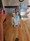 Labrador Retriever Puppies for sale in Woodbridge Township, NJ, USA. price: NA