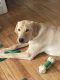 Labrador Retriever Puppies for sale in Holyoke, MA, USA. price: $2,000