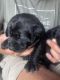 Labrador Retriever Puppies for sale in Houston, OH 45333, USA. price: NA