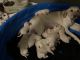 Labrador Retriever Puppies for sale in Birch Run, MI 48415, USA. price: NA