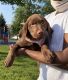 Labrador Retriever Puppies for sale in Newark, NJ, USA. price: $2