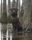 Labrador Retriever Puppies for sale in Ashville, AL, USA. price: $1,000