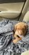 Labrador Retriever Puppies for sale in Gainesville, FL, USA. price: NA