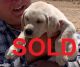 Labrador Retriever Puppies for sale in Newberry Springs, CA 92365, USA. price: NA
