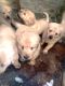 Labrador Retriever Puppies for sale in Compton, CA 90222, USA. price: NA