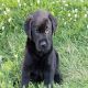 Labrador Retriever Puppies for sale in Paradise, PA 17562, USA. price: NA
