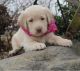 Labrador Retriever Puppies for sale in Florence, SC, USA. price: NA