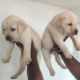 Labrador Retriever Puppies for sale in Kottayam, Kerala, India. price: 11000 INR