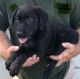 Labrador Retriever Puppies for sale in Clinton, MO 64735, USA. price: NA