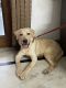Labrador Retriever Puppies for sale in Vijay Nagar, Delhi, 110009, India. price: 110009 INR