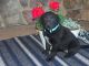 Labrador Retriever Puppies for sale in Westcliffe, CO 81252, USA. price: NA