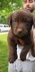 Labrador Retriever Puppies for sale in Colorado, Fountain, CO 80817, USA. price: NA