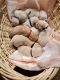 Labrador Retriever Puppies for sale in Keene, TX, USA. price: $1,200