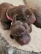 Labrador Retriever Puppies for sale in Flat Rock, MI, USA. price: $1,000