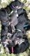 Labrador Retriever Puppies for sale in Fort Worth, TX, USA. price: NA