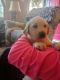 Labrador Retriever Puppies for sale in Dinwiddie, VA 23841, USA. price: $650