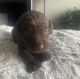 Labrador Retriever Puppies for sale in Daleside Ct, Utah 84065, USA. price: $700