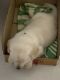 Labrador Retriever Puppies for sale in Singasandra, Bengaluru, Karnataka 560068, India. price: 15000 INR