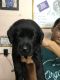 Labrador Retriever Puppies for sale in Ambattur, Chennai, Tamil Nadu, India. price: 12000 INR