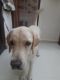 Labrador Retriever Puppies for sale in Sector 3, Rohini, Delhi, 110085, India. price: NA