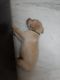 Labrador Retriever Puppies for sale in Meerut Cantt, Meerut, Uttar Pradesh, India. price: 15000 INR