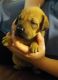 Labrador Retriever Puppies for sale in Cartersville, GA, USA. price: NA