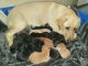 Labrador Retriever Puppies for sale in The Dalles, OR 97058, USA. price: NA