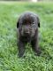 Labrador Retriever Puppies for sale in Yorba Linda, CA, USA. price: $2,500