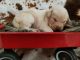 Labrador Retriever Puppies for sale in Milledgeville, GA, USA. price: $500