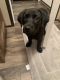 Labrador Retriever Puppies for sale in Williamsburg, KY 40769, USA. price: NA
